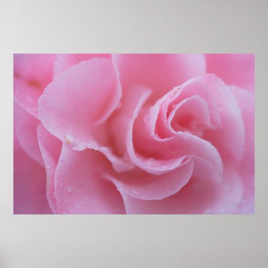 Poster Camellia rose (Devant)
