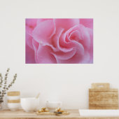 Poster Camellia rose (Cuisine)