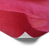 Poster Camellia rose chaud (Coin)