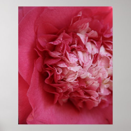 Poster Camellia rose chaud (Devant)