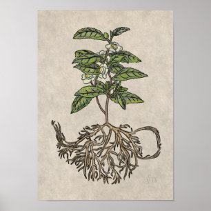 Poster Camellia sinensis - plante à thé