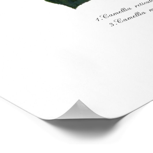 Poster Camellias (Coin)