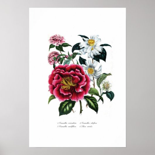 Poster Camellias (Devant)