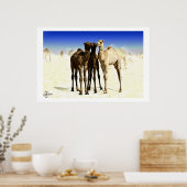 Poster Camels (Cuisine)