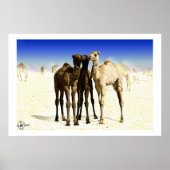 Poster Camels (Devant)