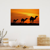 Poster Camels au coucher du soleil (Cuisine)