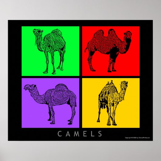 Poster Camels colorés (Devant)