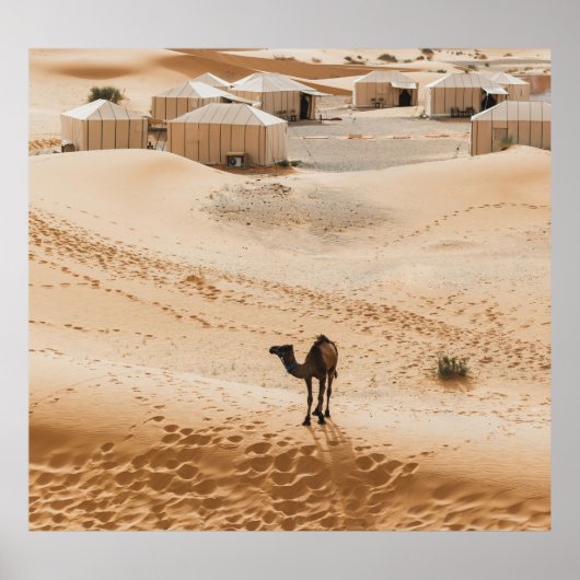 Poster Camels Glamping : Marocain Desert Luxe (Devant)