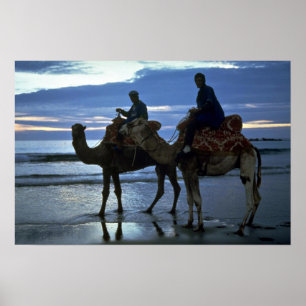 Poster Camels, Maroc