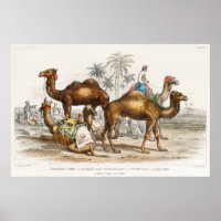 Camels of India Illustration Vintage, 1820