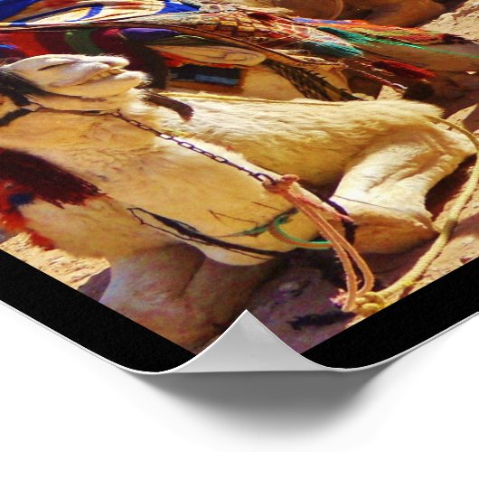 Poster Camels souriants (Coin)