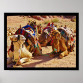 Poster Camels souriants (Devant)