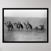 Poster Camels tirant un chariot à travers le Sahara 1901 (Devant)