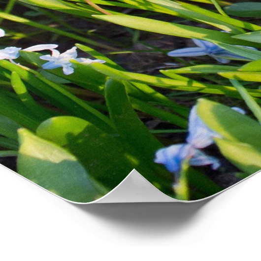 Poster Caméra Rolleiflex (Coin)