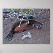 Poster Caméra Shy (Devant)