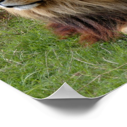 Poster Cameron 3 11x11 (Coin)