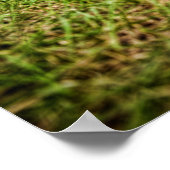 Poster Camion à rat (Coin)