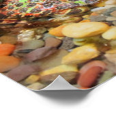 Poster Camo Frog (Coin)