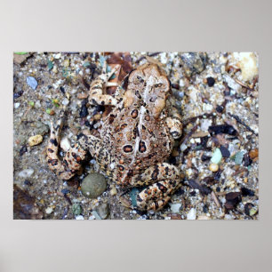 Poster Camoflouge Toad