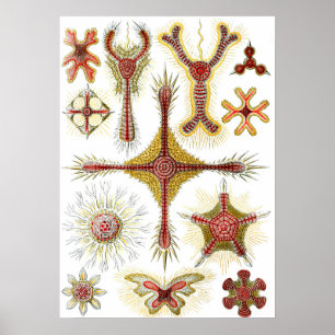Poster Camomille sauvage par Ernst Haeckel, Nature vintag