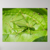 Poster Camouflage de cricket vert (Devant)