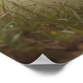 Poster Camouflage, Tennis Ball, And Tactical Paws (Coin)