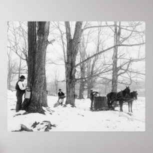 Poster Camp de sucre d'érable du Vermont, 1906. Photo anc