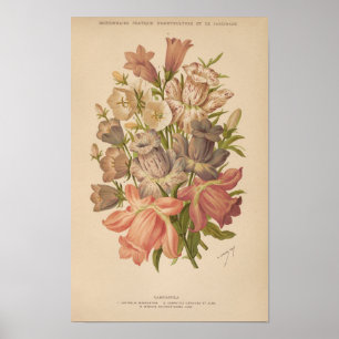 Poster Campanula George Nicholson