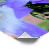 Poster Campanula violet blanc Bellflowers Photographie (Coin)