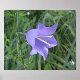 Poster Campanule