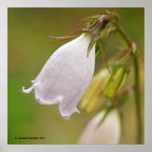 Poster Campanule blanche