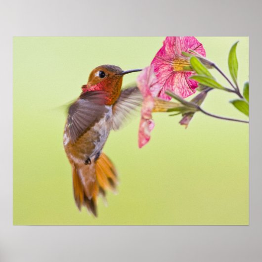 Poster Canada, Colombie-Britannique, Colibri roux (Devant)