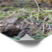 Poster Canada : Colombie-Britannique, parc national Yoho, (Coin)