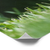 Poster Canada, Colombie-Britannique, Pin d'écureuil roux (Coin)