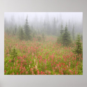 Poster Canada, Colombie-Britannique, Revelstoke National