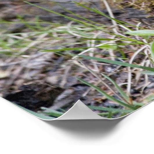 Poster Canada : Colombie-Britannique, Yoho NP, Stellar ja (Coin)