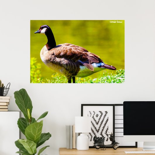Poster Canada Goose (Bureau à domicile)