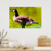 Poster Canada Goose (Cuisine)