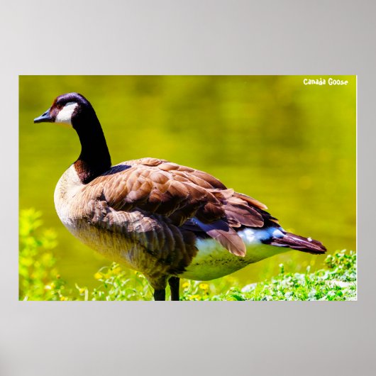 Poster Canada Goose (Devant)