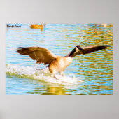 Poster Canada Goose (Devant)