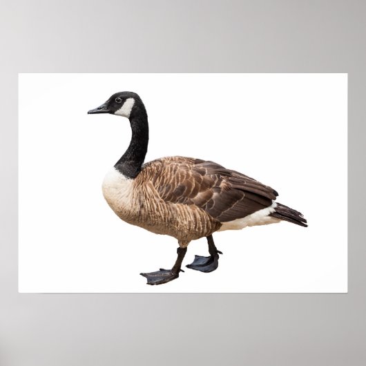 Poster Canada Goose (Devant)