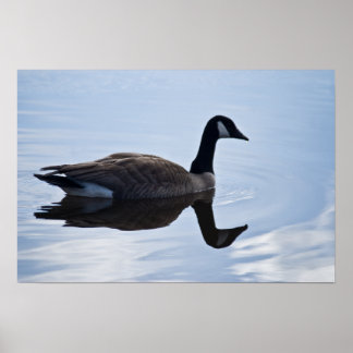 Poster Canada Goose