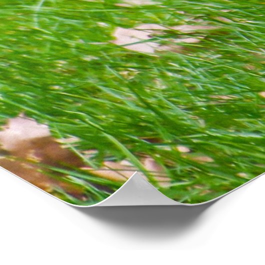 Poster Canada Goose (Coin)