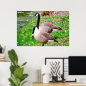 Poster Canada Goose (Bureau à domicile)