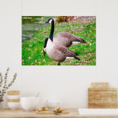 Poster Canada Goose (Cuisine)