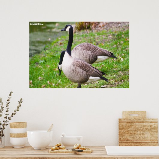 Poster Canada Goose (Cuisine)