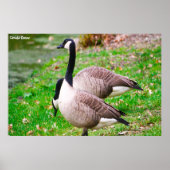 Poster Canada Goose (Devant)