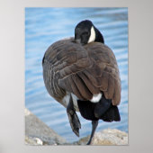 Poster Canada Goose (Devant)
