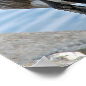 Poster Canada Goose (Coin)