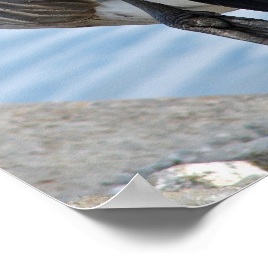 Poster Canada Goose (Coin)